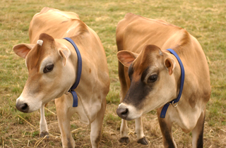 animal care animal care